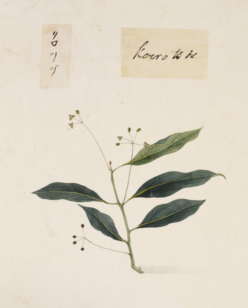 Chinese Soapberry photo 6