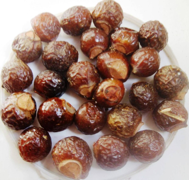 Chinese Soapberry photo 2
