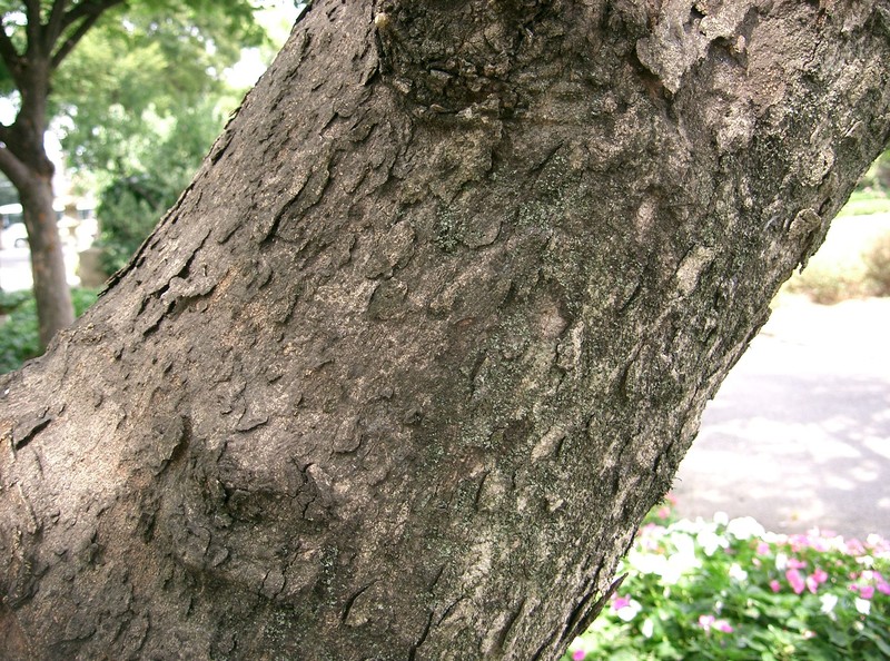Chinese Soapberry photo 3