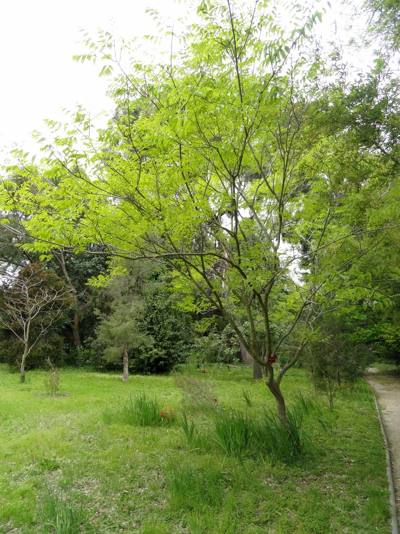 Chinese Soapberry photo 4