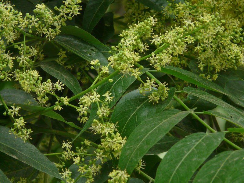 Chinese Soapberry photo 7