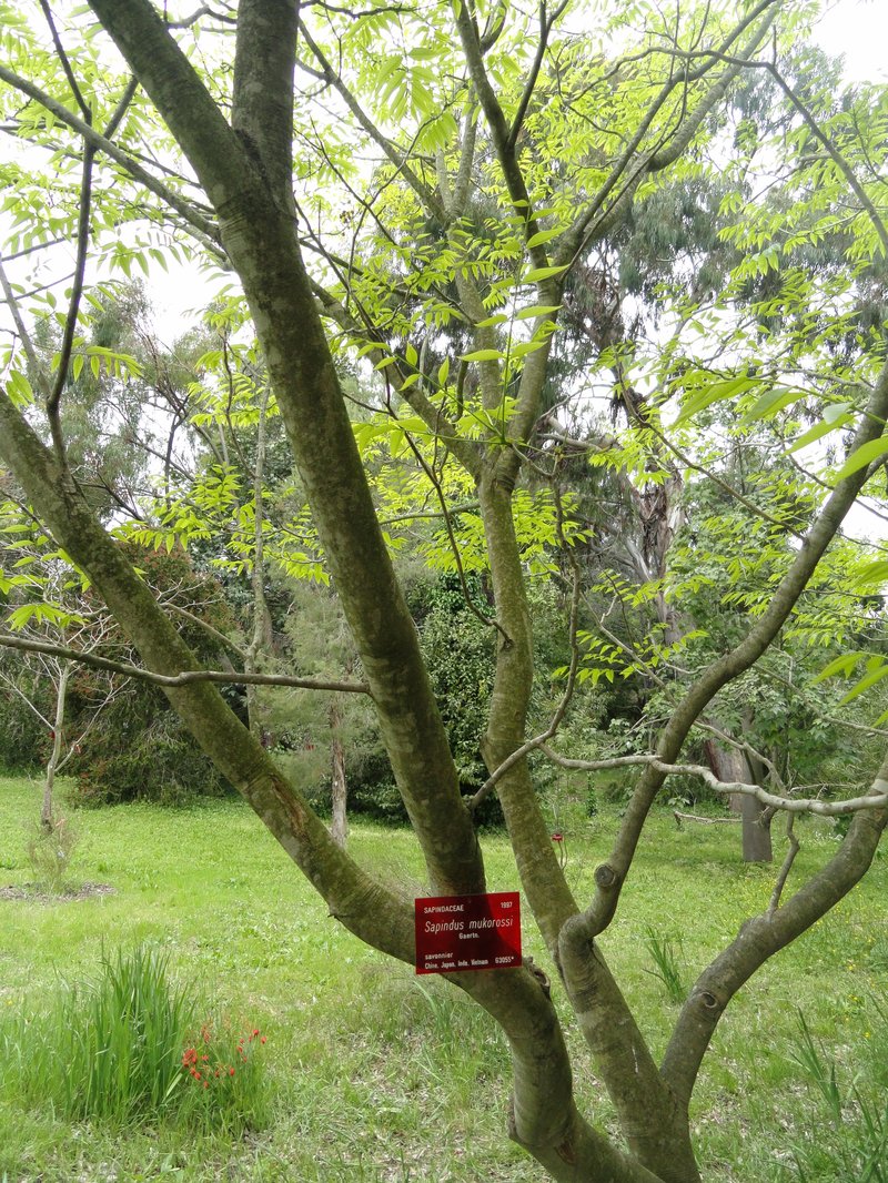 Chinese Soapberry photo 8