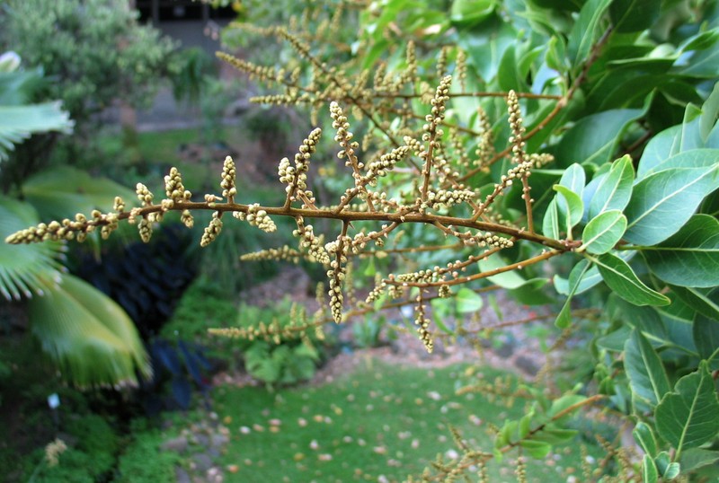 Lonomea photo 2