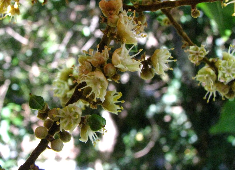 Lonomea photo 5