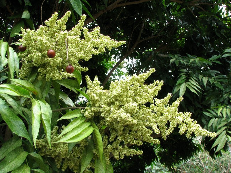 Wingleaf Soapberry photo 5