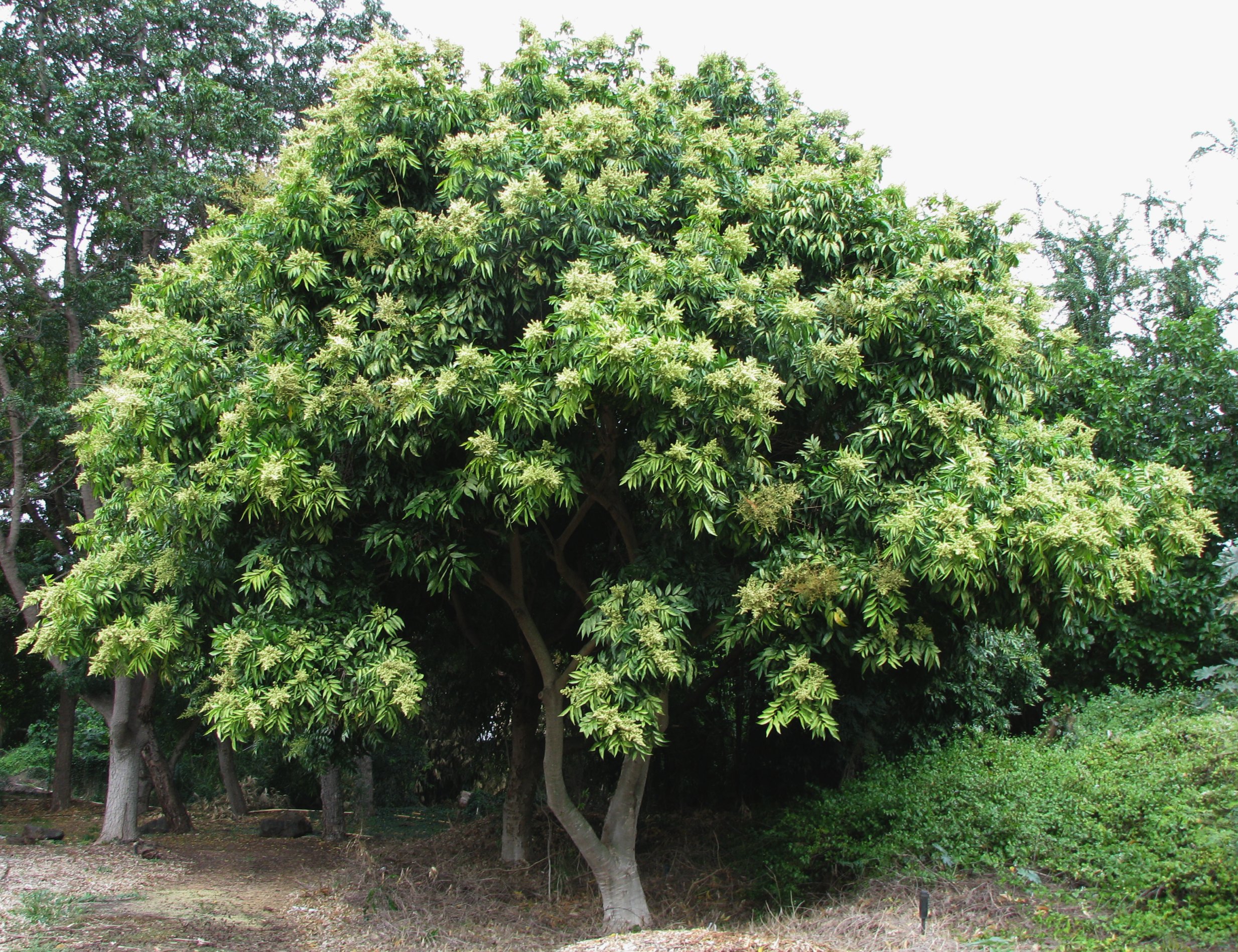 Wingleaf Soapberry