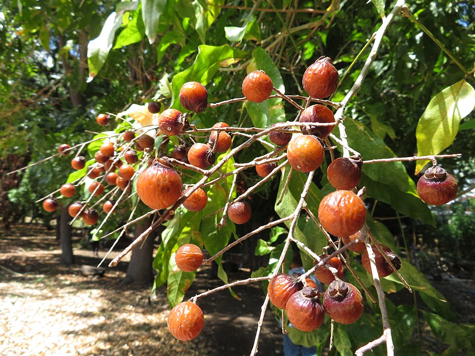 Wingleaf Soapberry photo 6