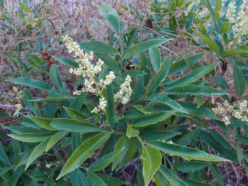 Wingleaf Soapberry photo 4