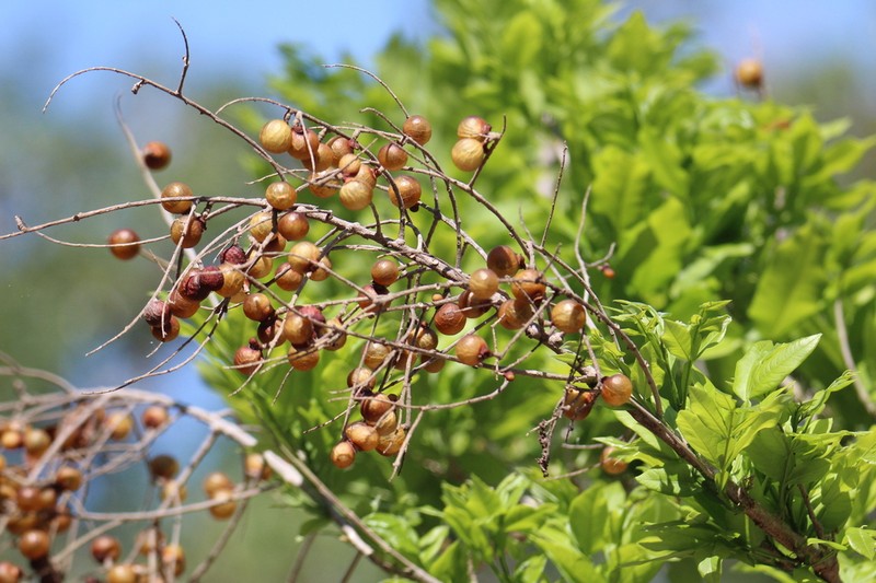 Wingleaf Soapberry photo 5