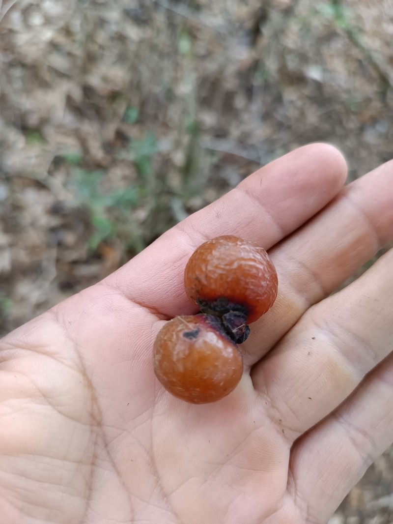 Wingleaf Soapberry photo 6