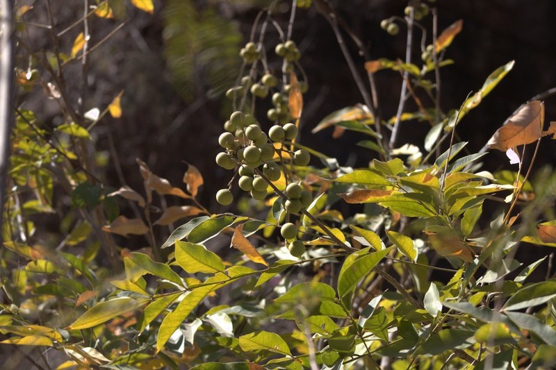 Wingleaf Soapberry photo 7