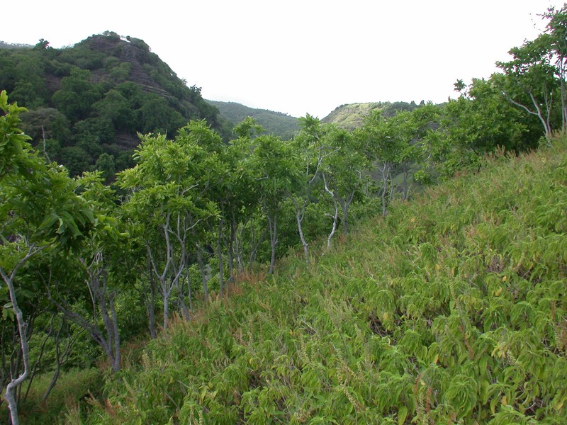 Sapindus saponaria subsp. jardinianus photo 3