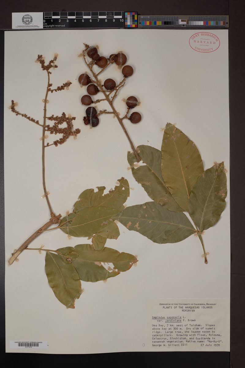 Sapindus saponaria subsp. jardinianus