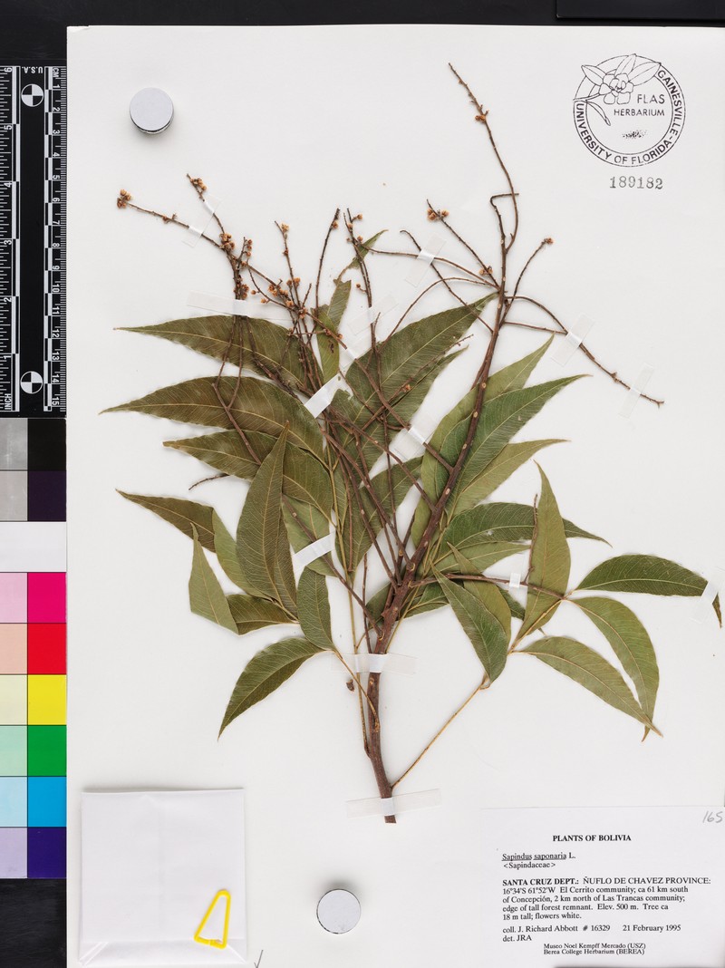 Sapindus saponaria subsp. saponaria