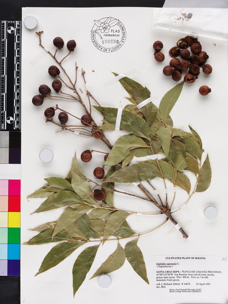 Sapindus saponaria subsp. saponaria photo 2