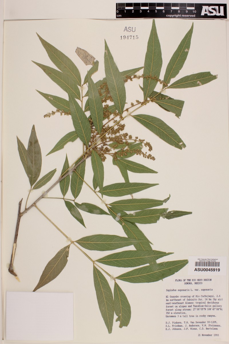 Sapindus saponaria subsp. saponaria photo 3