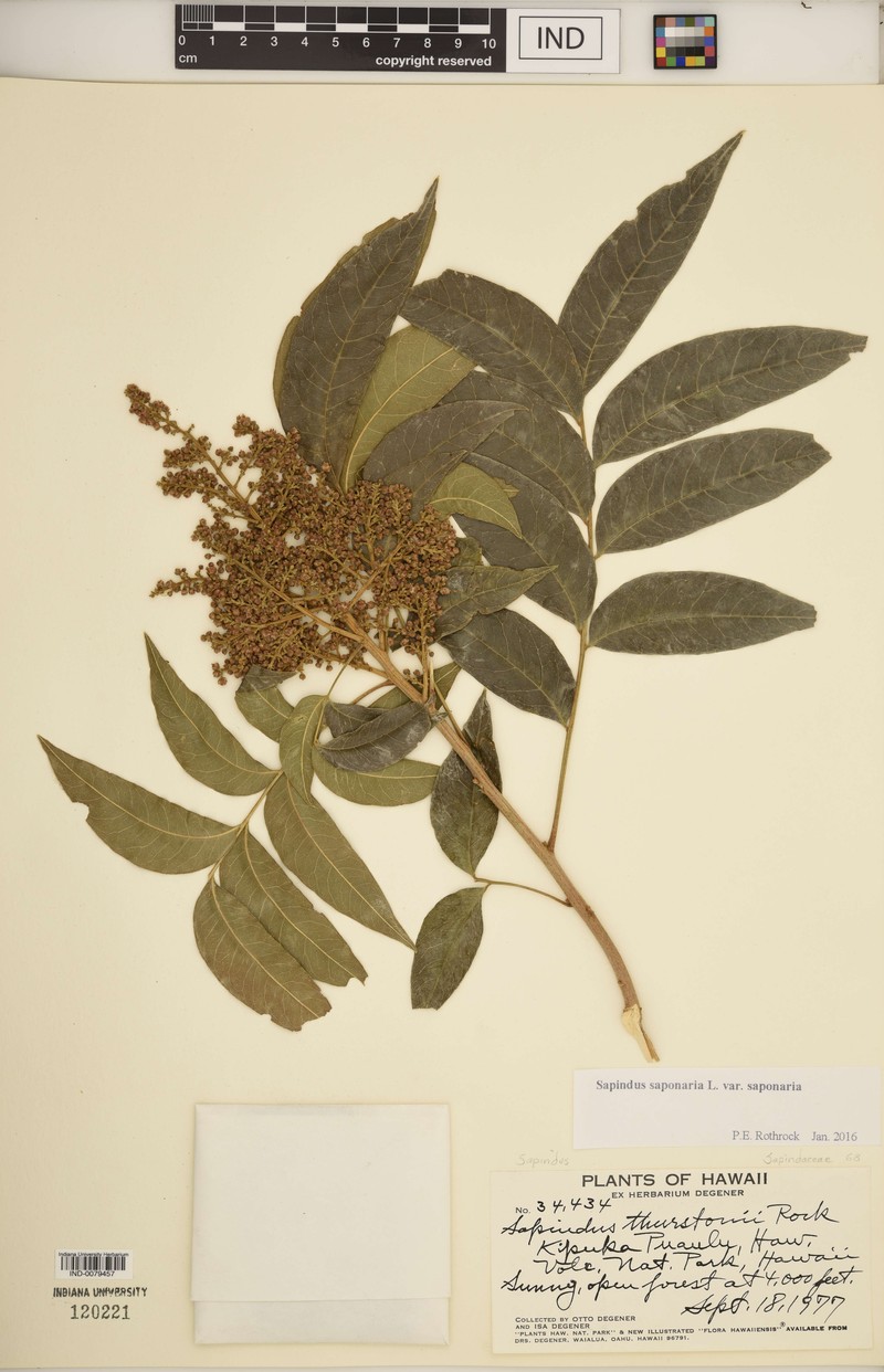Sapindus saponaria subsp. saponaria photo 5