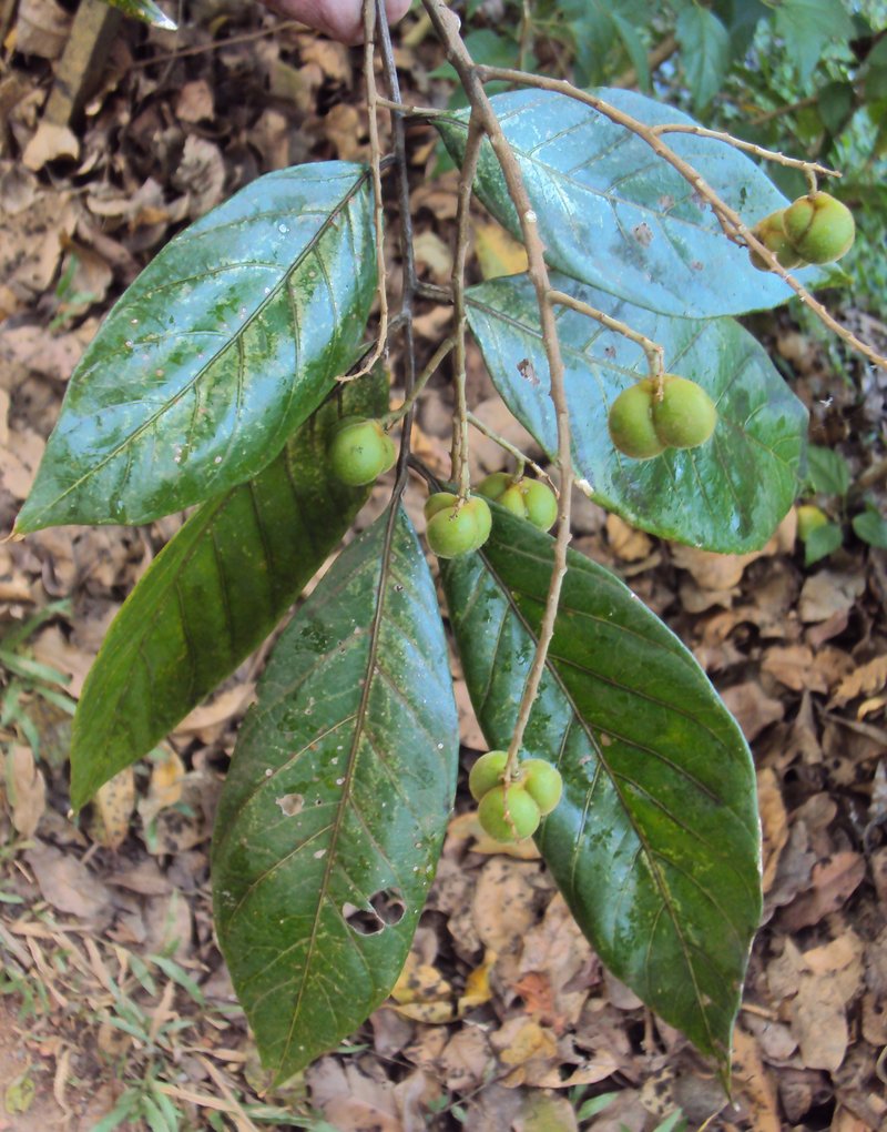 Threeleaf Soapberry