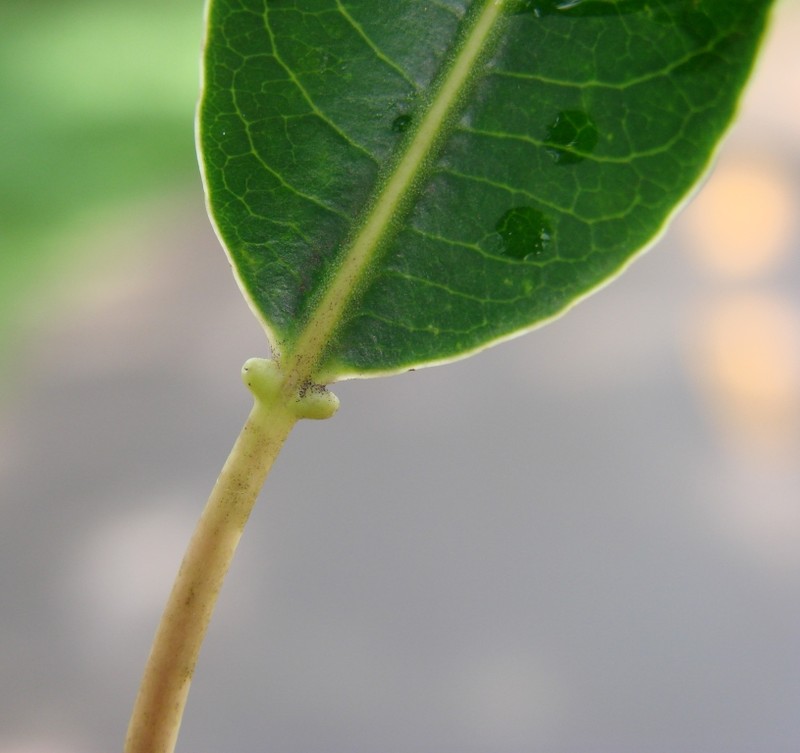Gumtree photo 2