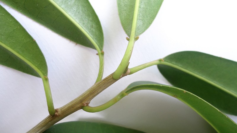 Gumtree