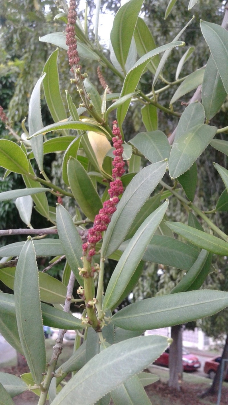 Gumtree photo 4
