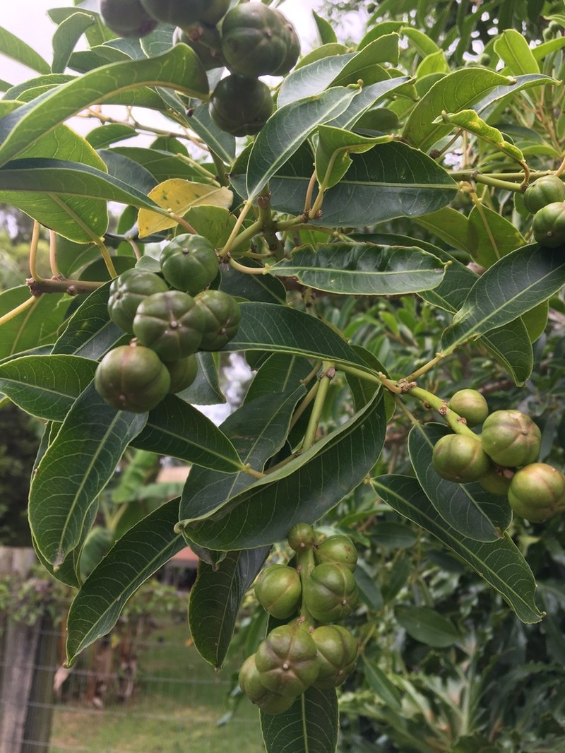 Gumtree photo 6