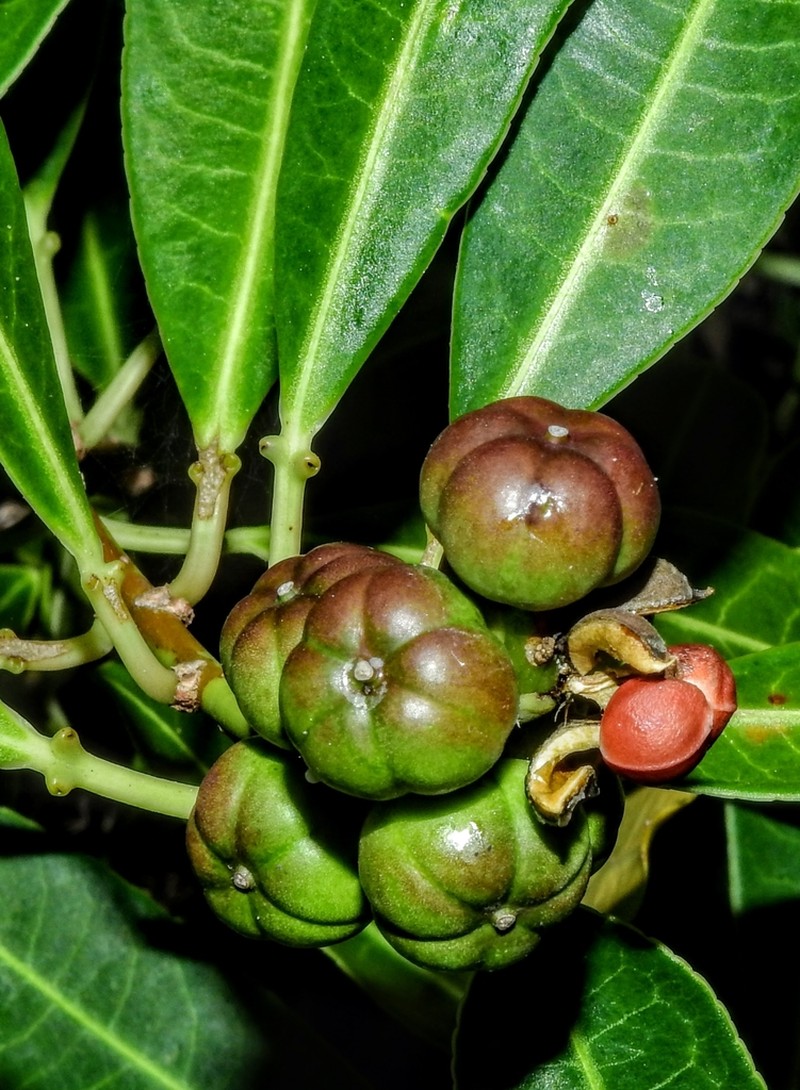 Gumtree photo 7