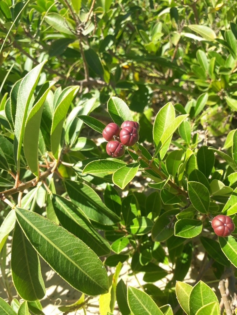 Gumtree photo 8