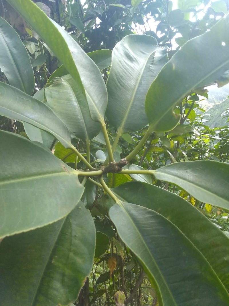 Hinchahuevos photo 2