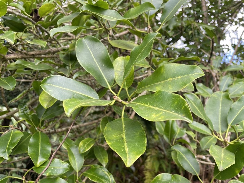 Milktree photo 6