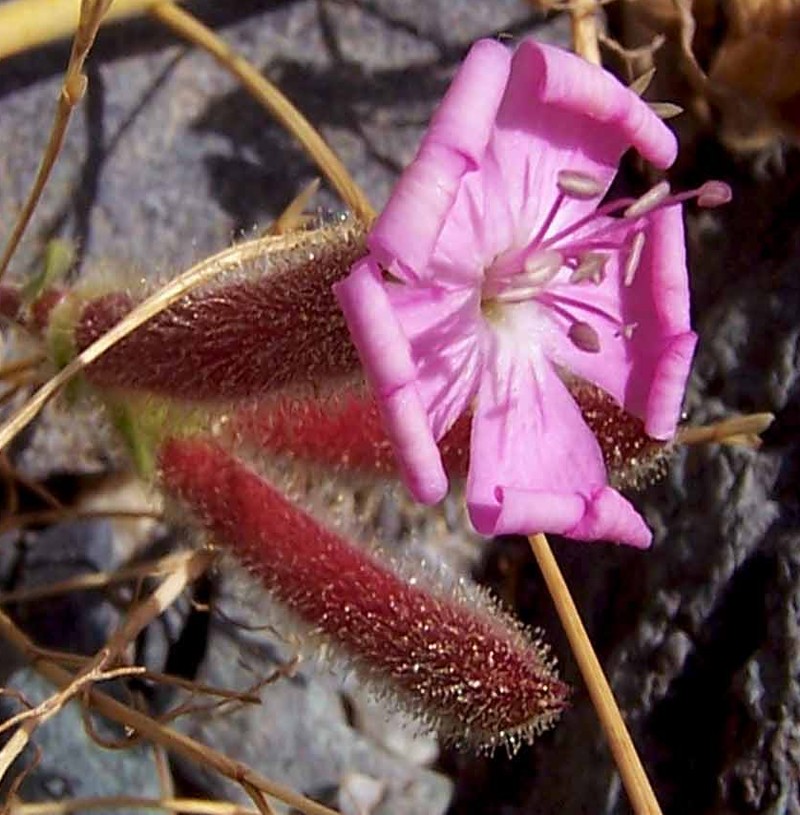Saponaria emineana