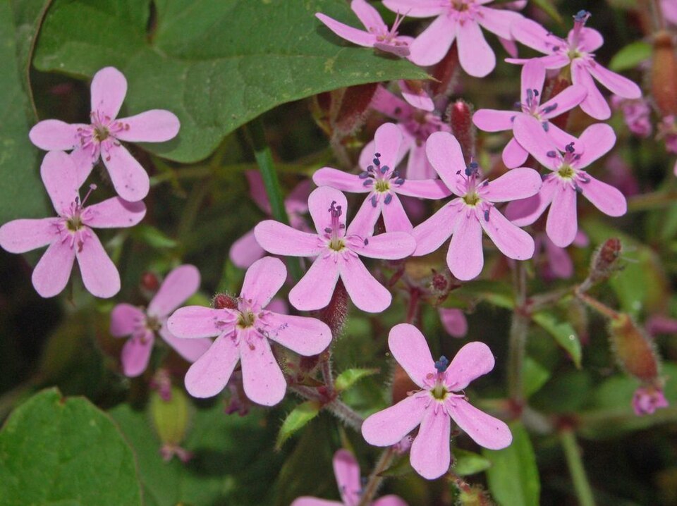 Rock Soapwort photo 5