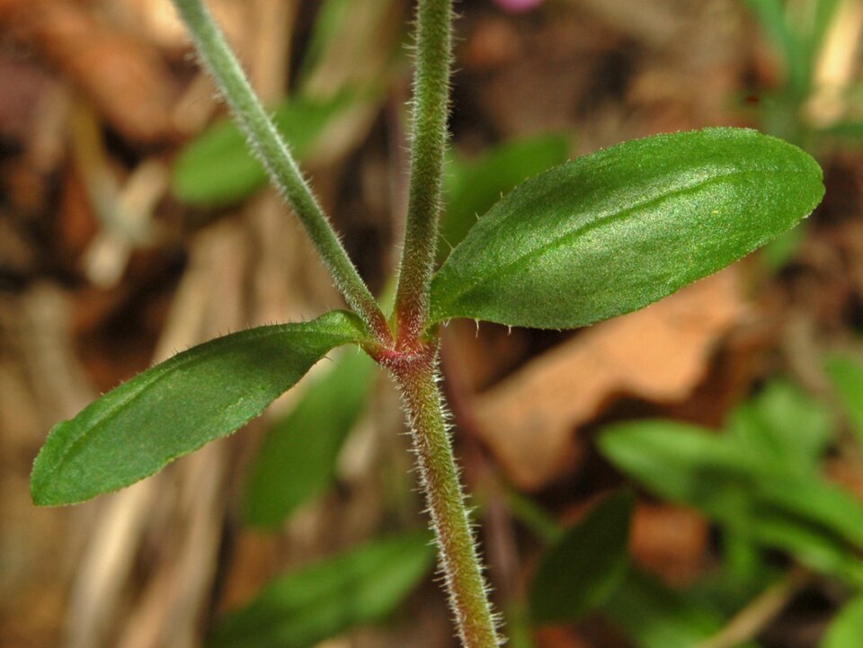 Rock Soapwort photo 6