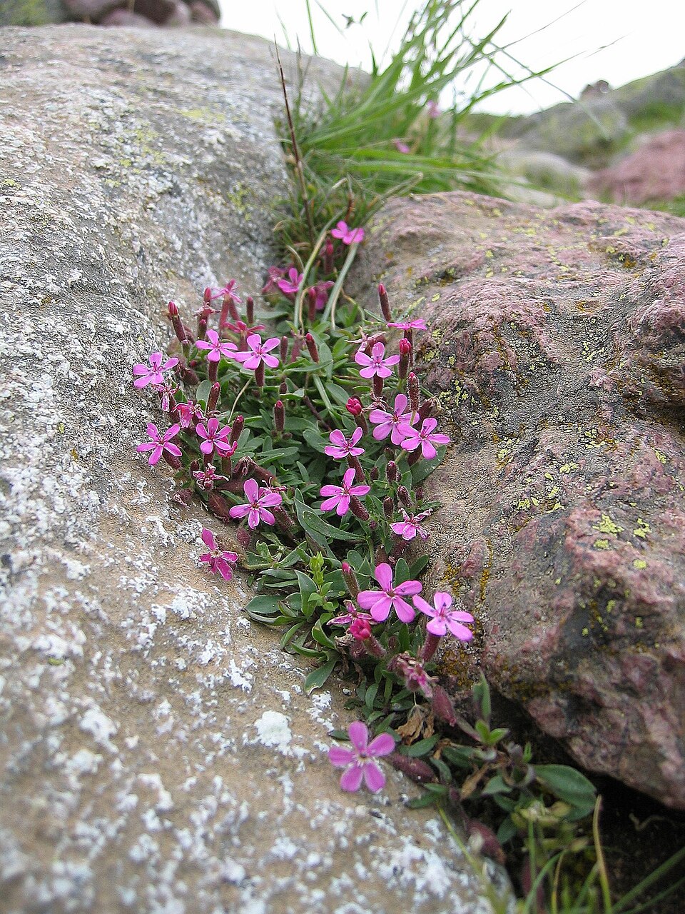 Rock Soapwort photo 7