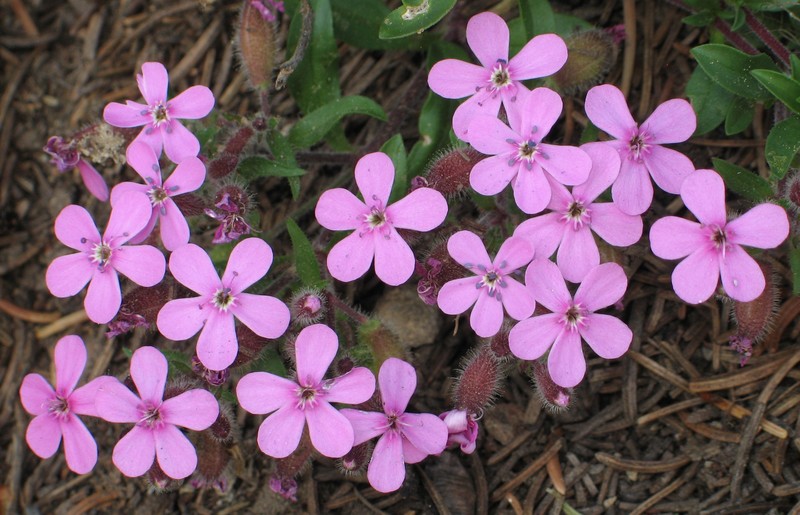 Rock Soapwort photo 2