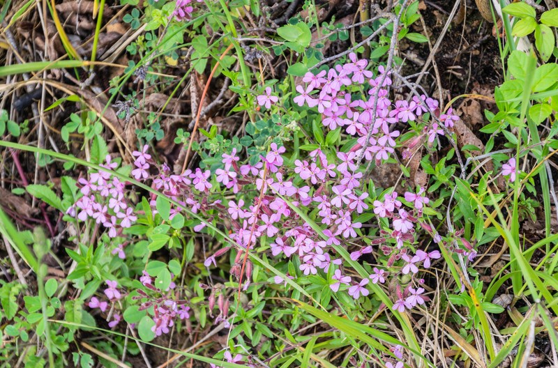Rock Soapwort photo 3