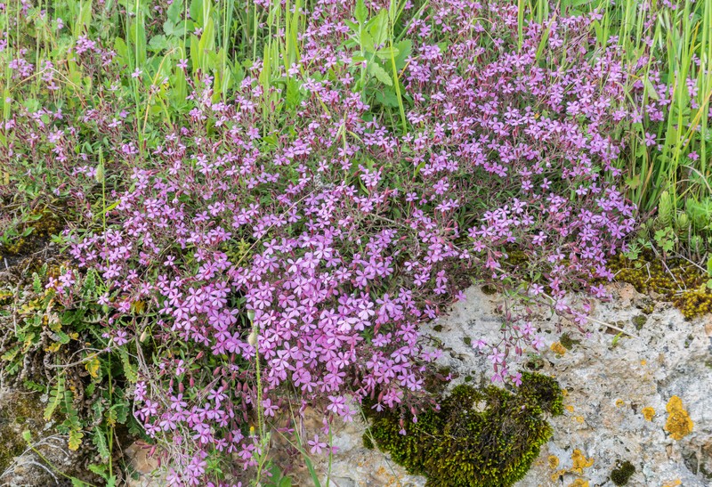 Rock Soapwort photo 4