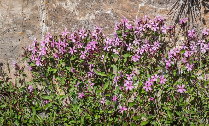 Rock Soapwort photo 8