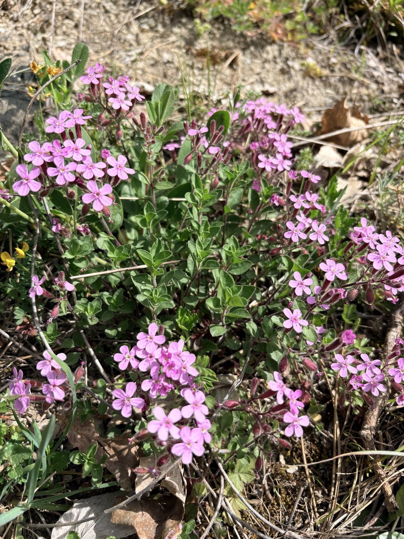 Saponaria ocymoides subsp. ocymoides