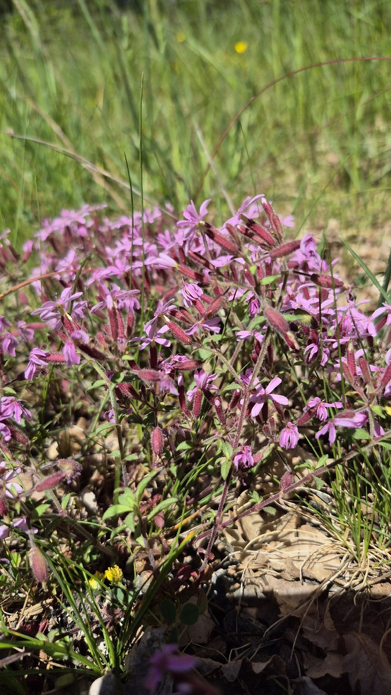 Saponaria ocymoides subsp. ocymoides photo 2