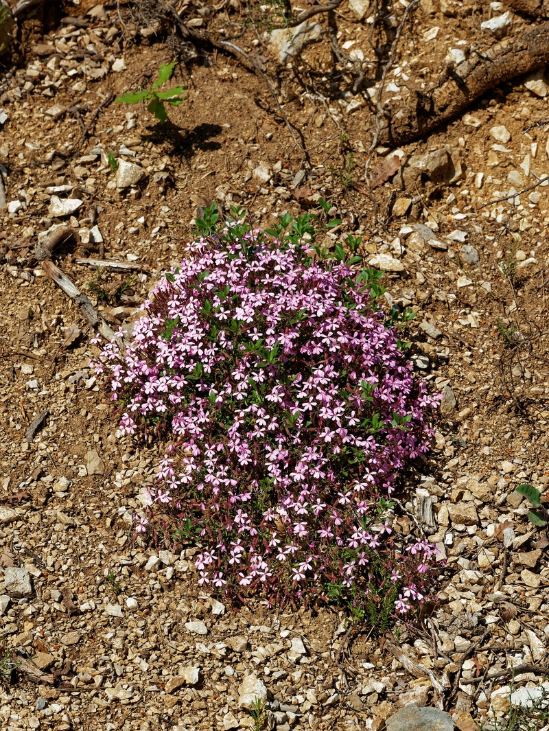 Saponaria ocymoides subsp. ocymoides photo 3