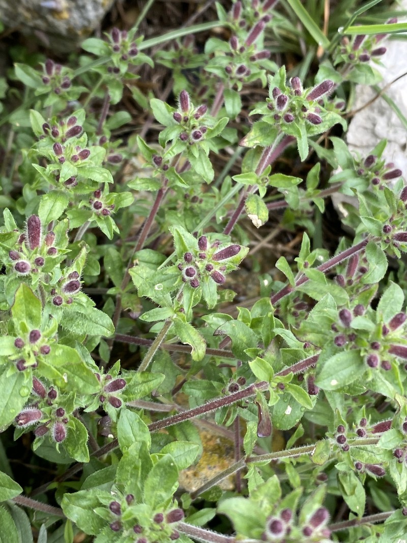 Saponaria ocymoides subsp. ocymoides photo 4