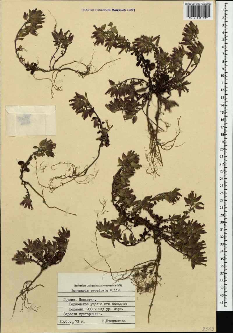 Saponaria prostrata subsp. prostrata photo 2