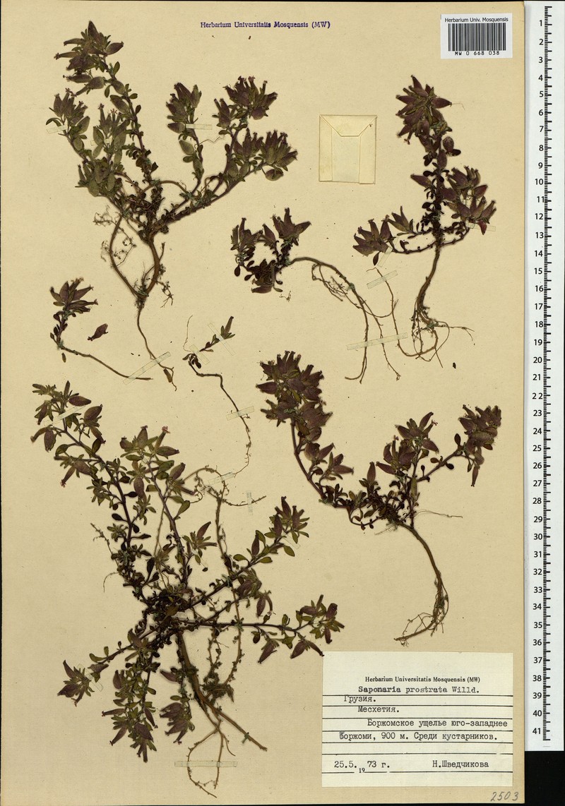 Saponaria prostrata subsp. prostrata photo 3