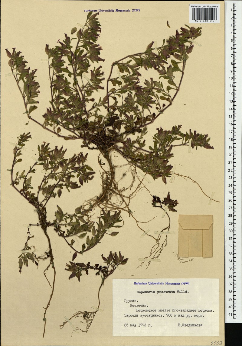 Saponaria prostrata subsp. prostrata photo 4