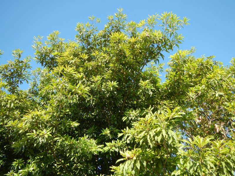 Manilkara Zapota