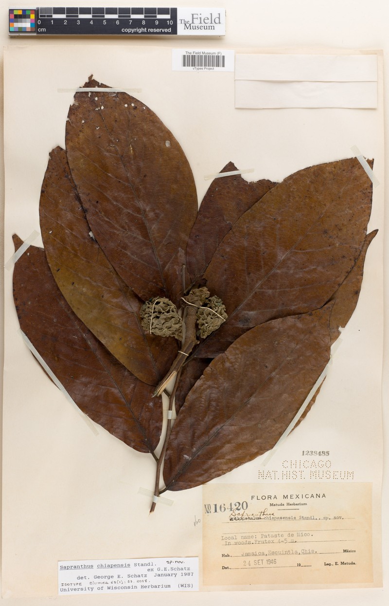 Sapranthus chiapensis