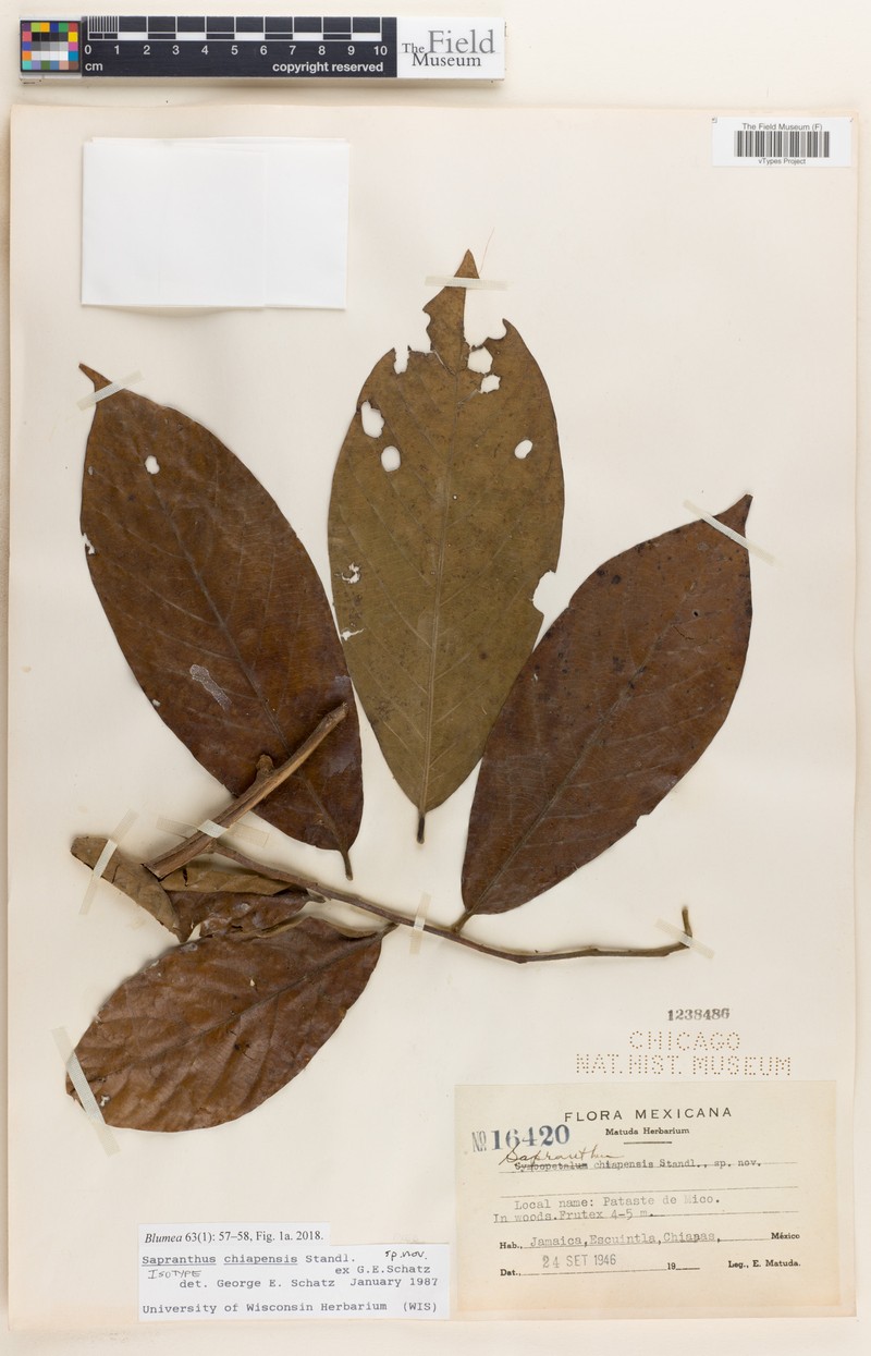 Sapranthus chiapensis photo 2