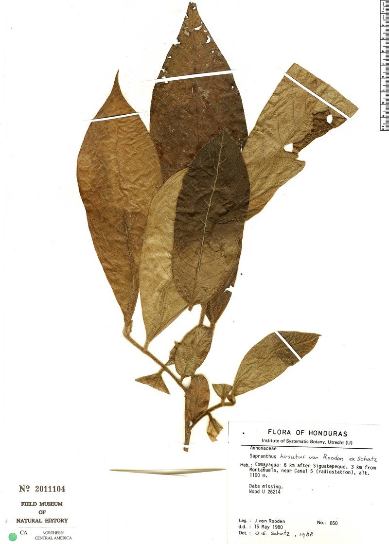 Sapranthus hirsutus