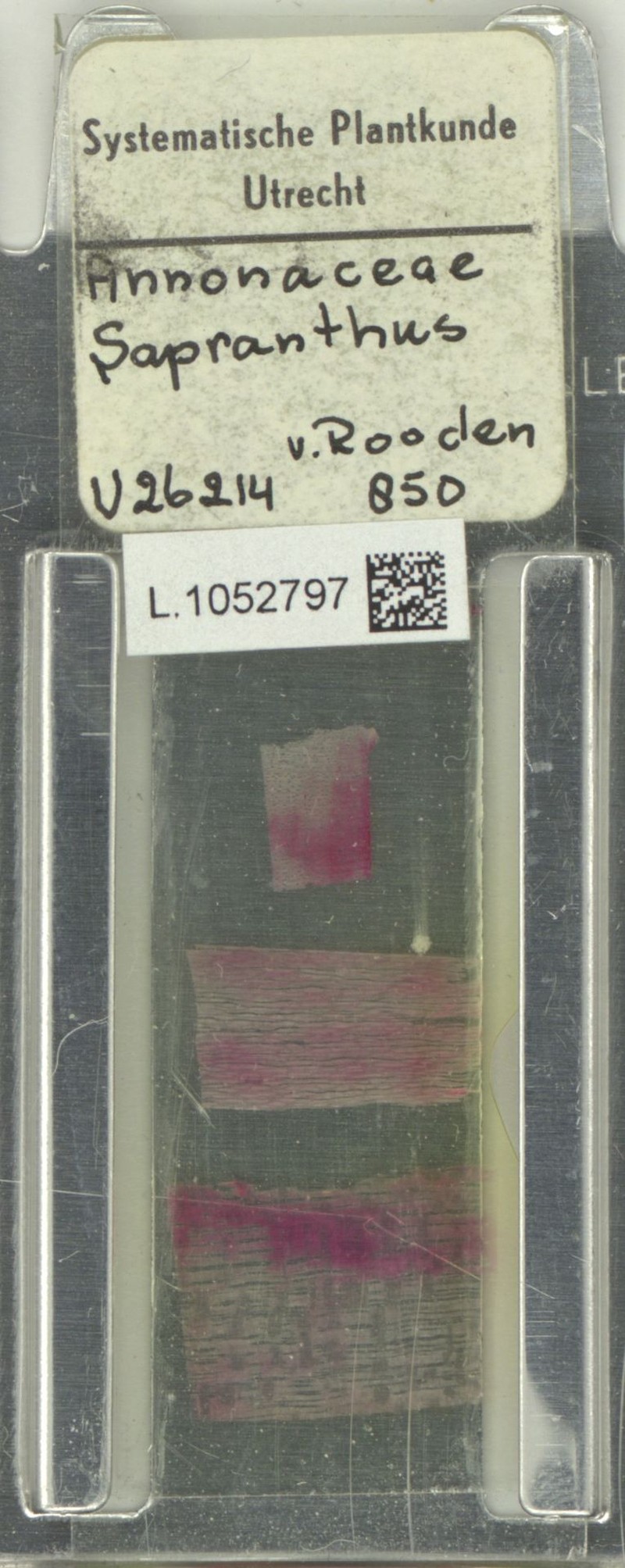 Sapranthus hirsutus photo 2